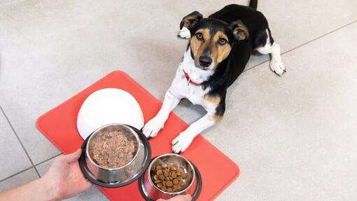 Can puppies eat store wet cat food